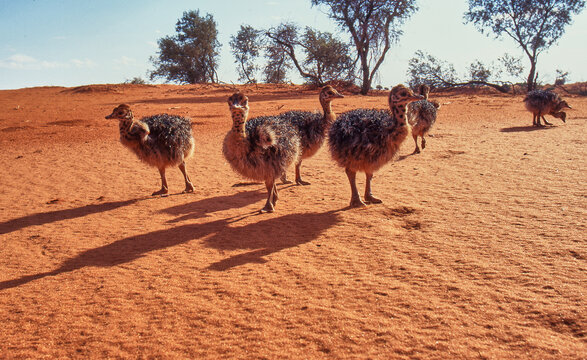 ostrich chicks on red sand dune in Kalahari desert 304
