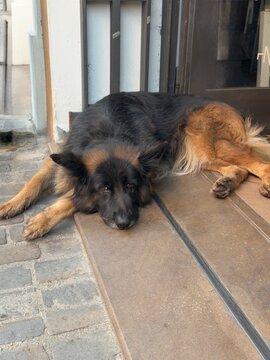 dog sleeping on the floor