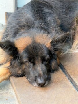 dog sleeping on the floor