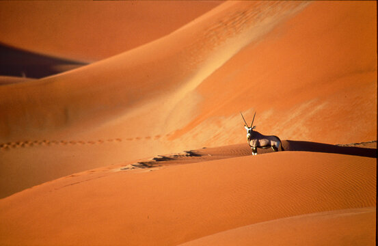 oryx gazella in red sand dunes in Namib desert 339  
