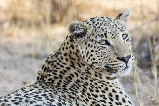 Leopard (Panthera pardus), animal portrait, Etosha National Park, Namibia