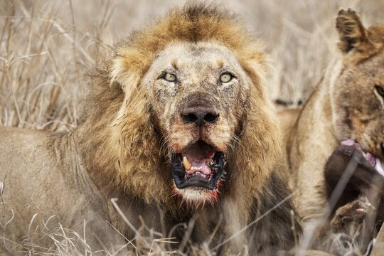 Lion (Panthera leo), old animal, animal portrait, Kruger National Park, South Africa