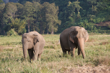 Fototapeta premium Asian elephants in Thailand