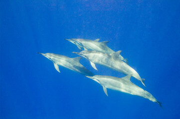 A pod of spinner dolphins swimming near the coast of Hawaii © willtu