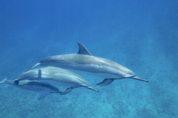 Naklejka premium Spinner dolphins swimming underwater near the coast of Hawaii