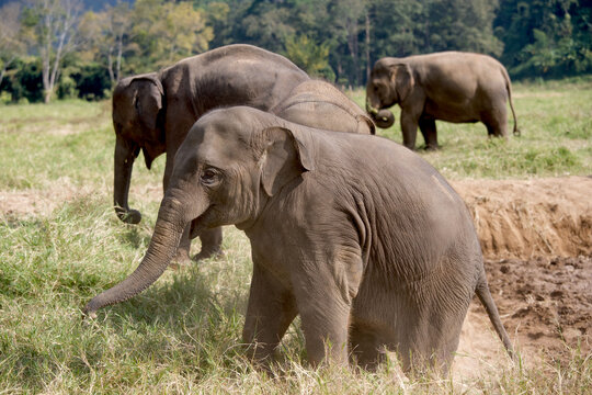 Asian elephants in Thailand