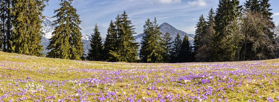 Crocuses (Crocus) blossom, Crocuses, Daffnerwaldalm, Bavaria, Germany