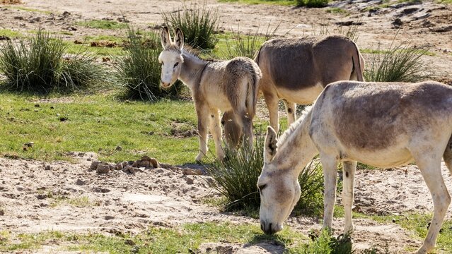 African donkey (Equus asinus), Namibia