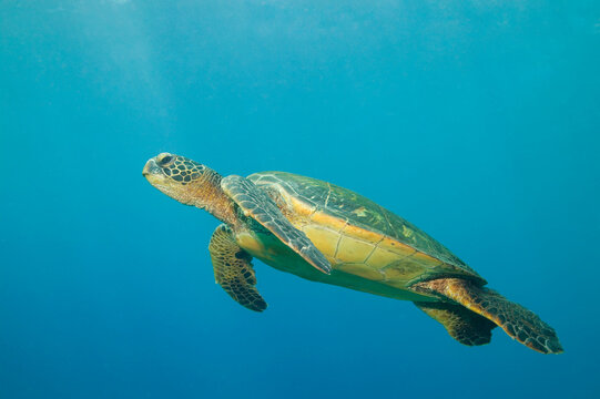 Green sea turtle swimming underwater near Hawaii