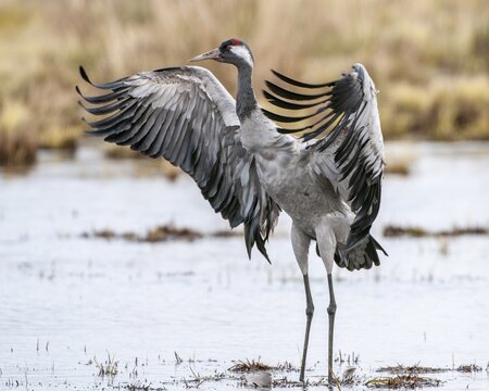 A crane (Grus grus) preening its plumage, F&aring;gelsj&ouml;, G&auml;vleborg County, Sweden