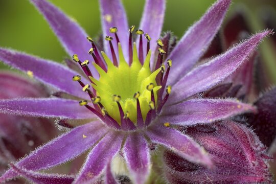 Mountain houseleek (Sempervivum montanum), Heiligenblut, Carinthia, Austria