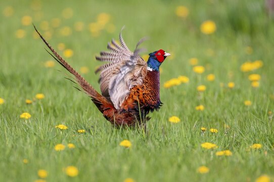 Courting pheasant (Common Pheasant), D&uuml;mmer, Lembruch, Lower Saxony, Germany