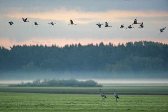 A crane (Grus grus) in a meadow at daybreak, Gro&szlig; Mohrdorf, Lower Saxony, Germany