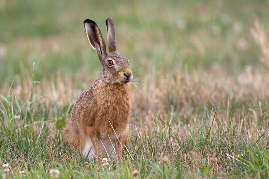 European hare (Lepus europaeus), Vechta, Lower Saxony, Germany