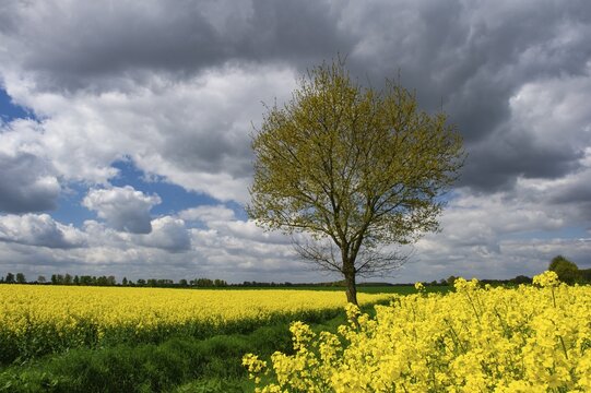 Baum am rape field, Goldenstedt, Lower Saxony, Germany