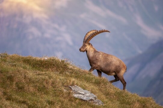 Alpine ibex (Capra ibex), Heiligenblut am Gro&szlig;glockner, Carinthia, Austria