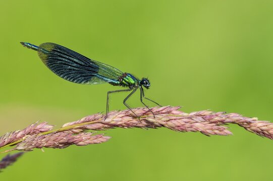Banded demoiselle (Calopteryx splendens) on the River Hunte, Goldenstedt, Lower Saxony, Germany