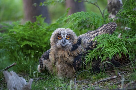 Young eagle owl (Bubo bubo), Oldenburg M&uuml;nsterland, Vechta, Lower Saxony, Germany