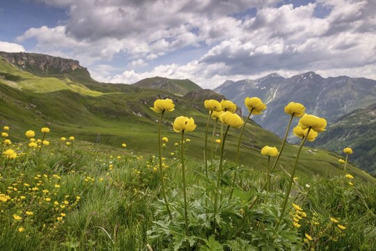 Goblin flower (Trollius europaeus), mountain meadow in the Hohe Tauern National Park, Heiligenblut, Carinthia, Austria