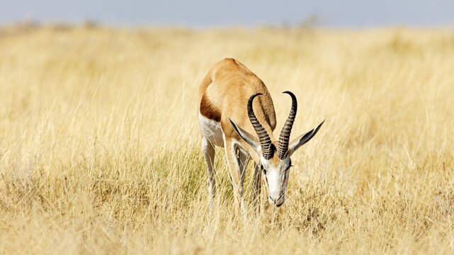 Springbok (Antidorcas), Etosha National Park, Namibia