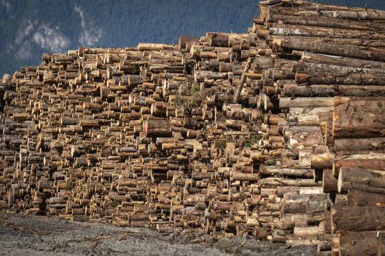 Logs, spruce logs, roundwood, storage, timber industry, Sunndals&oslash;ra, Tingvollfjorden, Sunndal Municipality, M&oslash;re og Romsdal Province, Norway