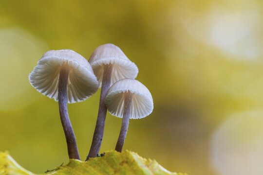 Lilac bonnet (Mycena pura), Feldberg Lake District, Mecklenburg-Western Pomerania, Germany