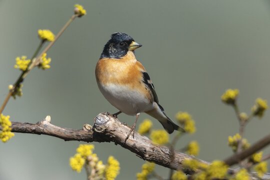 Mountain finch, brambling, fringilla montifringilla, birds, passeri, songbirds, birds