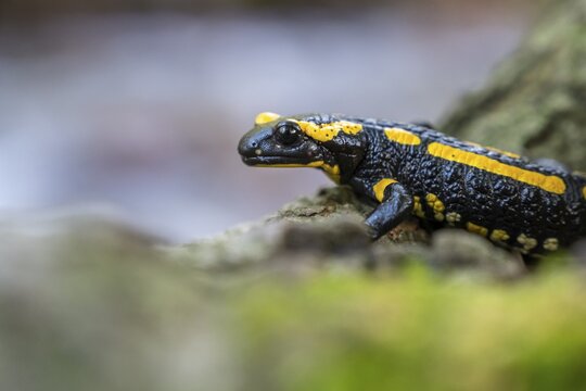Fire salamander (Salamandra salamandra), Ilsenburg, Saxony-Anhalt, Germany