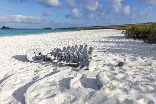 Whale skeleton, Gardner Bay beach, Isla Espa&ntilde;ola, Galapagos, Ecuador