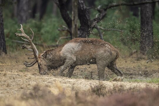 Red deer (Cervus elaphus), in the wallow, Hoenderloo, Gelderland, Netherlands
