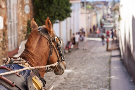 Horse Head, Perdecoach, Old Town, Trinidad, Cuba