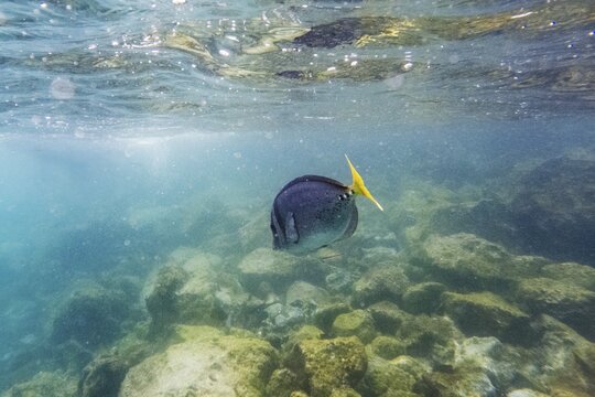 Razor surgeonfish (Prionurus laticlavius), underwater, Galapagos, Ecuador