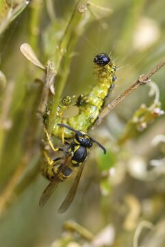 Box tree moth, boxwood moth, boxwood moth, cydalima perspectalis, real wasps, common wasp, hymenoptera, short-headed wasps, vespula vulgaris, yellowjacket, moth, prey, capture, common wasp, wrinkle wasps, high size, portrait format, hunting, inchworm, insects, hunting, moth, caterpillar, butterflies, pest control, wasp, wasp