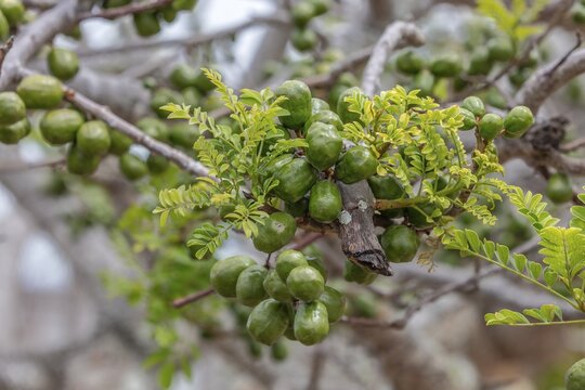 Spondias purpurea (Spondias purpurea), San Cristobal, Galapagos, Ecuador
