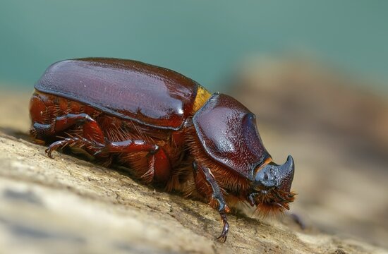 European rhinoceros beetle, rhinoceros beetle, oryctes nasicornis, rhinoceros beetle, beetle, coleoptera, insects, beetles