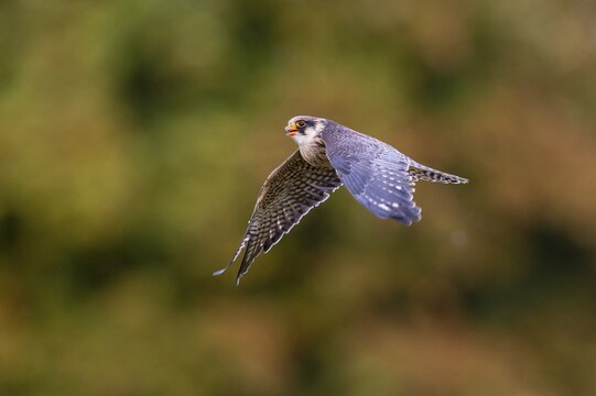 Lanner Falcon (Falco biarmicus), Neuhaus, Lower Saxony, Germany