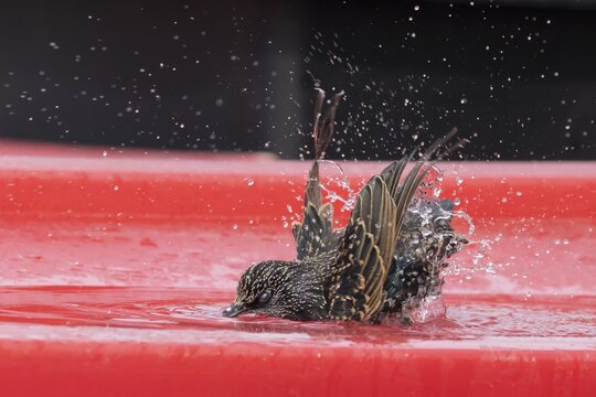 Common starling (Sturnus vulgaris) adult garden bird bathing in water on the lid of a large plastic storage box, England, United Kingdom