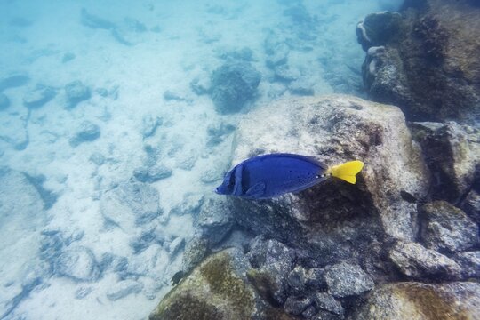 Palmetto surgeonfish (Paracanthurus hepatus), underwater, Galapagos, Ecuador