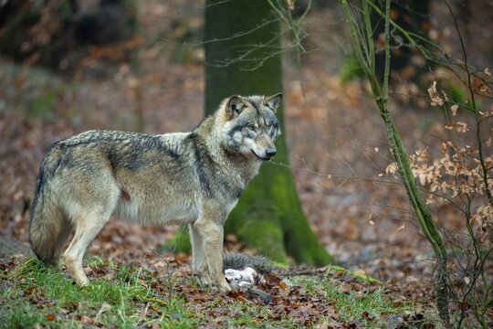Wolf (Canis lupus), Neuhaus, Lower Saxony, Germany