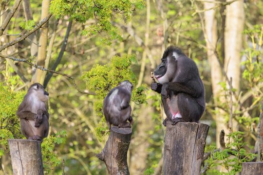 Three Drills (Mandrillus leucophaeus), a male and two females, sit high up on the three stumps of a cut tree and enjoy the early sunlight. A green forest can be seen in the background