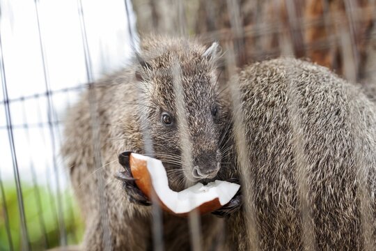 Cuban tree rat (Capromys pilorides), Hutiaconga, Cuba
