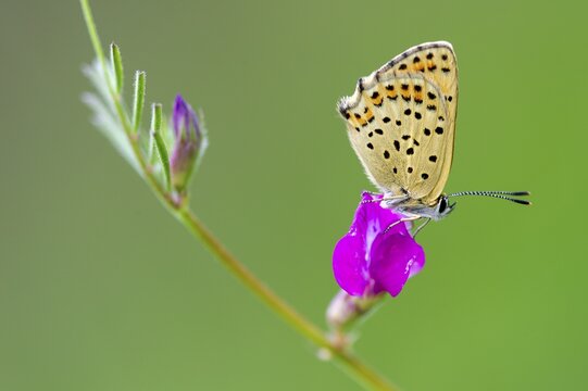 Sooty Copper (Lycaena tityrus), Oldenburg M&uuml;nsterland, Goldenstedt, Lower Saxony, Germany