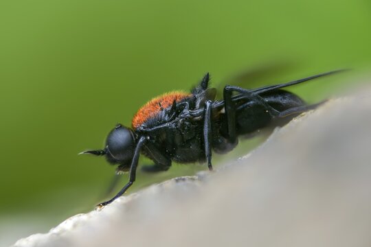 Clitellaria ephippium, red-backed soldier fly, redback gunfly, diptera, insects, two-winged