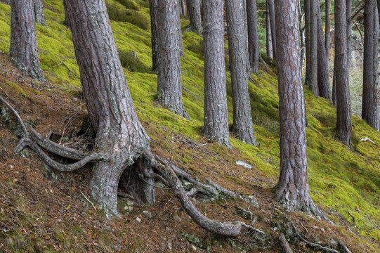 Pine (Pinaceae) in a forest in Scotland, Aviemore, Scotland, United Kingdom