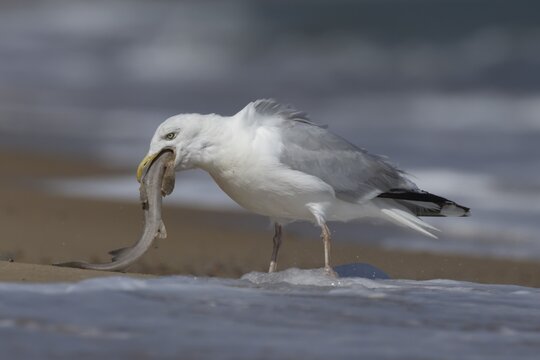 Herring gull (Larus argentatus) adult seagull bird with a dogfish fish in its mouth for food on a seaside beach, England, United Kingdom