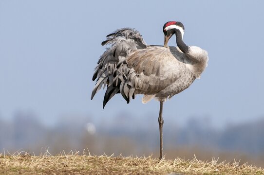 A crane (Grus grus) preening its plumage, F&aring;gelsj&ouml;, G&auml;vleborg County, Sweden