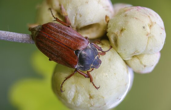 Leaf horn beetle, field may beetle, common may beetle, may bug, melolontha melolontha, scarabaeidae, beetle, cockchafer, coleoptera, doodlebug, insects, beetles