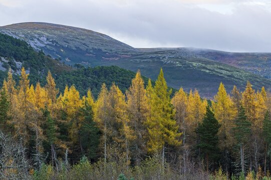 Larch trees (Larix) in autumn in the Highlands, Aviemore, Scotland, United Kingdom