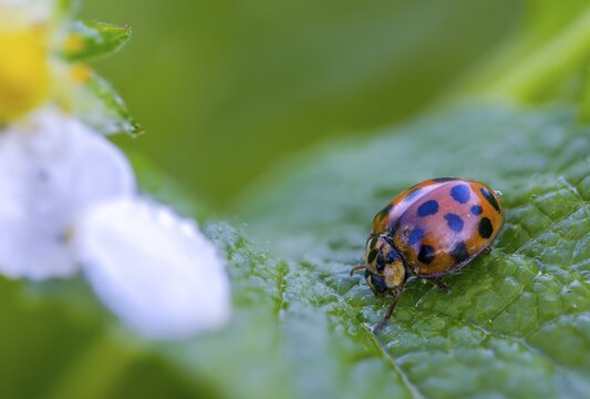 Asian ladybeetle, Asian ladybug, coccinellidae, coccinellinae, harlequin ladybug, harmonia axyridis, ladybug, beetle, coleoptera, harlequin, insects, beetles, multicolored Asian