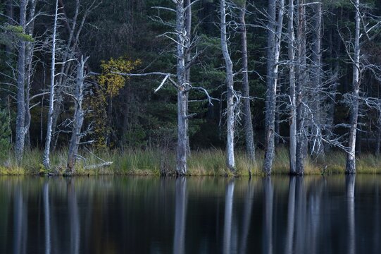 Pine trees on the edge of a lake in Scotland, Aviemore, Scotland, Great Britain